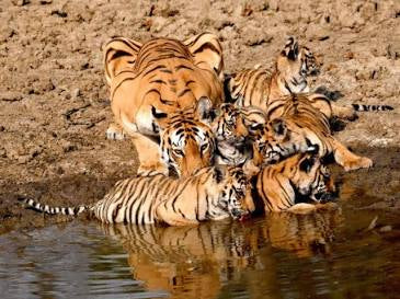 Tigress