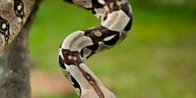La Snake